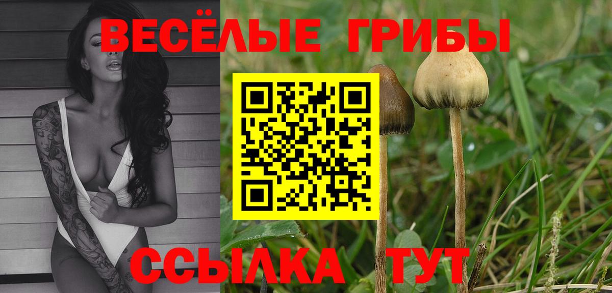 Псилоцибиновые грибы GOLDEN TEACHER Абинск